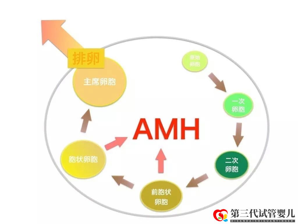 AMH是如何影响女性卵子储备的，对做试管有影响吗？(图1)