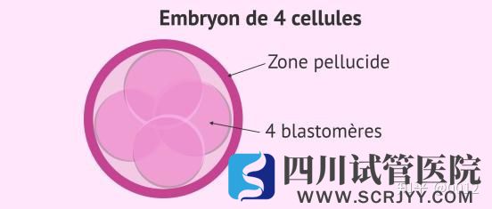 移植胚胎时子宫内膜应该满足哪些条件(四川试管大约多少钱)